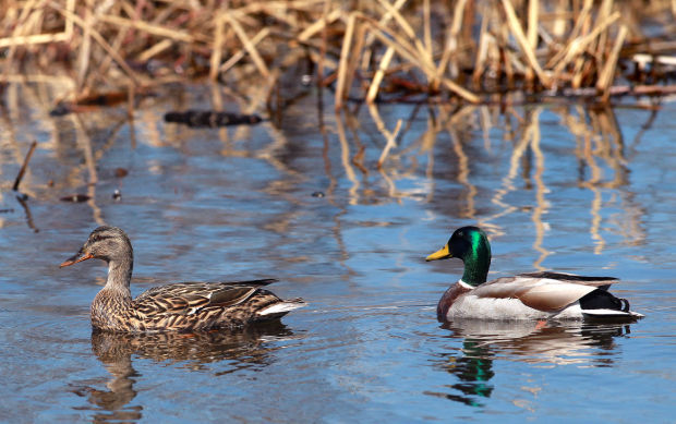 Wildlife in the La Crosse River marsh